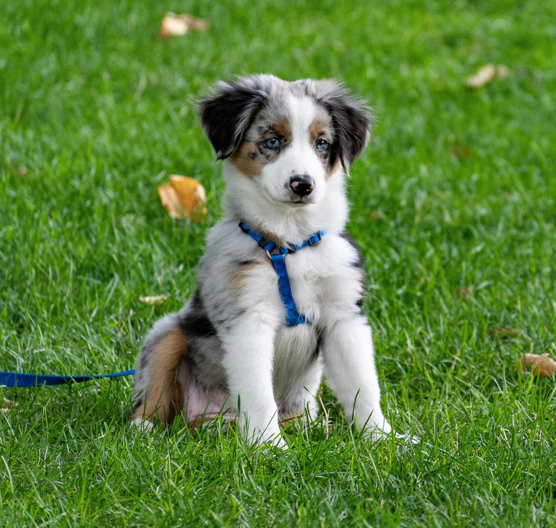 Making Dog Walking Safer for Pets and Others