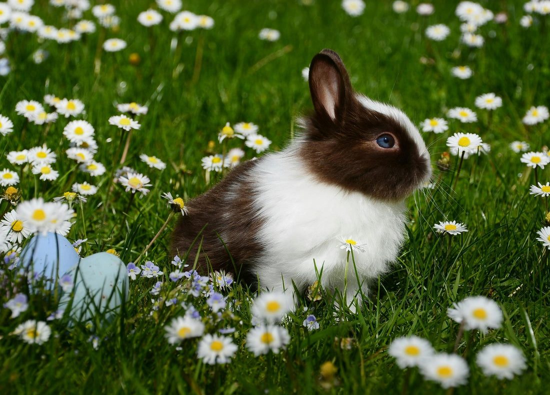 Care Tips for Healthy and Happy Pet Rabbits